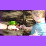Noah Feeding Birds 2.jpg